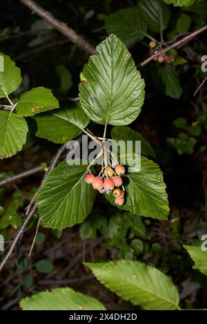 La branche de Sorbus aria est rapprochée Banque D'Images