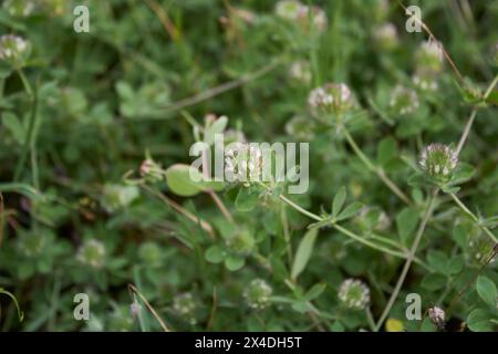 Trifolium lappaceum en floraison Banque D'Images