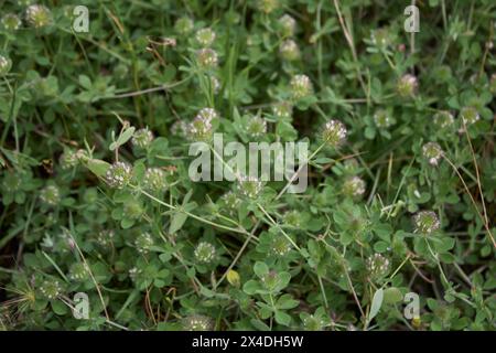 Trifolium lappaceum en floraison Banque D'Images
