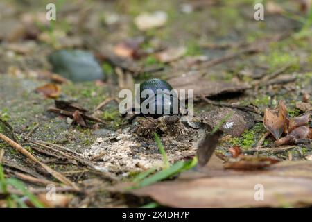 Un insecte arthropode, un coléoptère noir, rampant sur le sol dans l'environnement naturel, entouré de terre, de végétation, d'herbe et d'arbres Banque D'Images