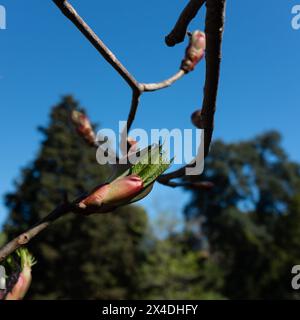 Les feuilles en herbe d'un buckeye rouge (Aesculus pavia) au printemps (format carré) Banque D'Images