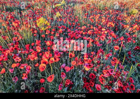 Coquelicots de province, France Banque D'Images