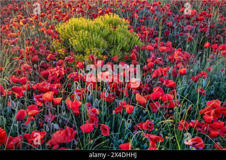 Coquelicots de province, France Banque D'Images