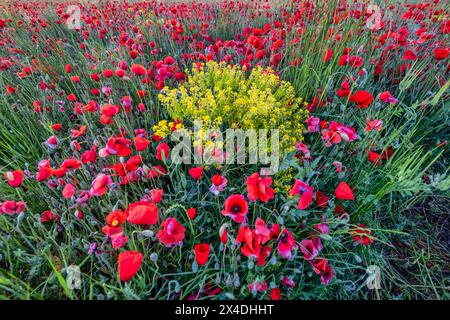 Coquelicots de province, France Banque D'Images