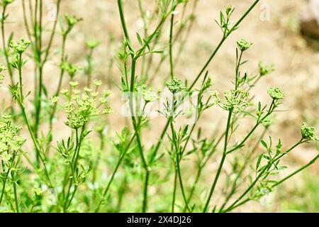 Persil en fleur. Petites fleurs blanches fleurissant sur la tige dans un fond flou de nature vert profond. Image macro, faible profondeur de champ. Ressort ou s Banque D'Images