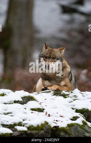 Un loup gris, Canis lupus, reposant sur un rocher de mousse recouvert de neige.Parc national de Bayerischer Wald, Bavière, Allemagne. Banque D'Images