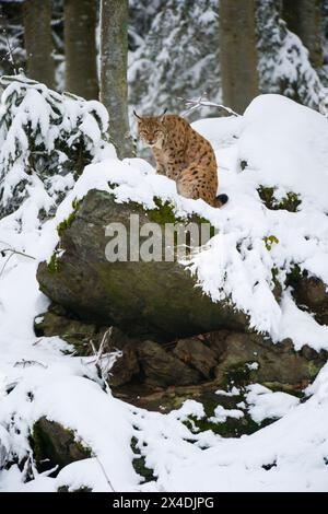 Un lynx européen, assis sur un rocher dans le parc national de la forêt bavaroise. Allemagne. Banque D'Images