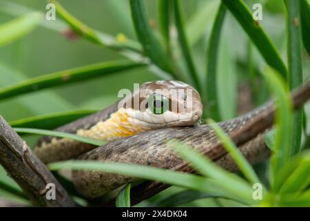 Un beau boomslang juvénile (Dispholidus typus), également connu sous le nom de serpent d'arbre ou serpent d'arbre africain, dans les branches d'un arbre indigène à bois jaune Banque D'Images