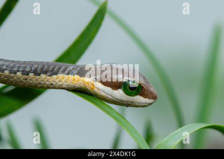 Un beau boomslang juvénile (Dispholidus typus), également connu sous le nom de serpent d'arbre ou serpent d'arbre africain, dans les branches d'un arbre indigène à bois jaune Banque D'Images