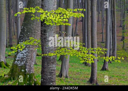 Troncs d'arbres de hêtres européens et brindilles avec des feuilles fraîches bourgeonnantes dans la forêt à feuilles larges au printemps Banque D'Images