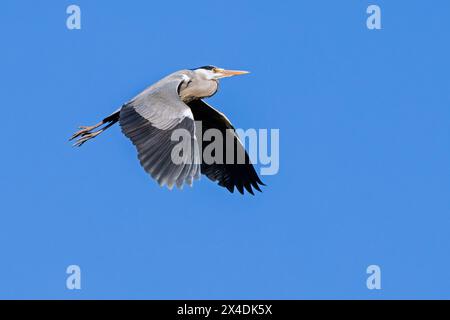 Héron gris (Ardea cinerea) en vol contre le ciel bleu Banque D'Images