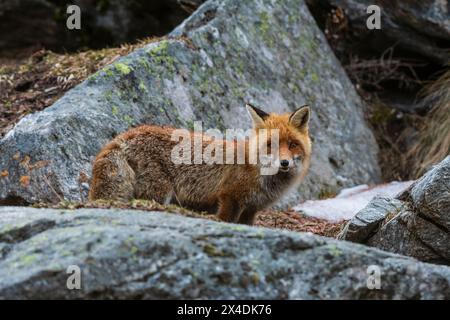 Un renard roux, Vulpes vulpes, debout sur un rocher. Aoste, Valsavarenche, Parc National du Gran Paradiso, Italie. Banque D'Images