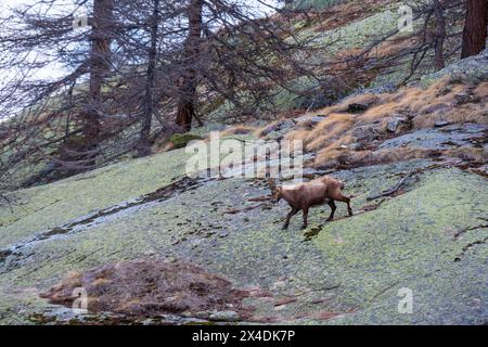 Un bouillon alpin, Capra bouillon, marchant sur un rocher. Aoste, Valsavarenche, Parc National du Gran Paradiso, Italie. Banque D'Images