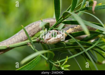 Un beau boomslang juvénile (Dispholidus typus), également connu sous le nom de serpent d'arbre ou serpent d'arbre africain, dans les branches d'un arbre indigène à bois jaune Banque D'Images