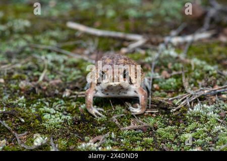 Plan frontal d'une jolie grenouille pluviale Bushveld, également connue sous le nom de grenouille pluviale commune (Breviceps adspersus) Banque D'Images