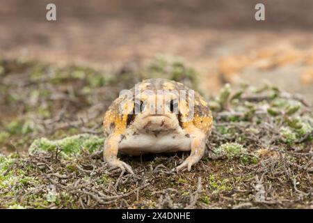 Plan frontal d'une jolie grenouille pluviale Bushveld, également connue sous le nom de grenouille pluviale commune (Breviceps adspersus) Banque D'Images