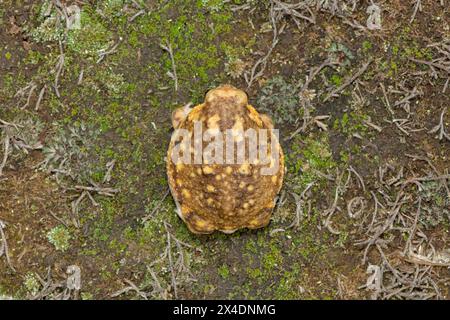 Plan ci-dessus d'une grenouille pluviale de Bushveld, également connue sous le nom de grenouille pluviale commune (Breviceps adspersus) Banque D'Images