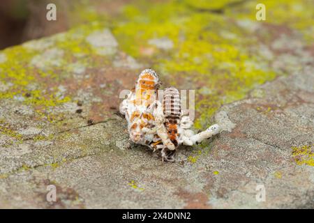 Champignon Cordyceps (famille des Cordycipitaceae, Cordyceps sp.) infecter un termite volant Banque D'Images