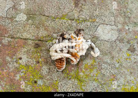 Champignon Cordyceps (famille des Cordycipitaceae, Cordyceps sp.) infecter un termite volant Banque D'Images