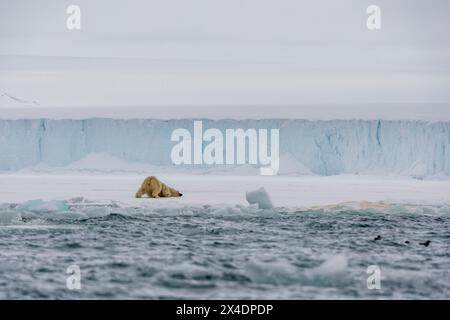 Un ours polaire, Ursus maritimus, à la limite sud de la calotte glaciaire d'Austfonna.Nordaustlandet, Svalbard, Norvège Banque D'Images