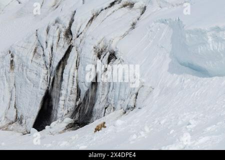 Un ours polaire, Ursus maritimus, monte un mur de glacier.Svalbard, Norvège Banque D'Images