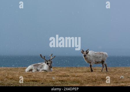 Rennes de Svalbard, Rangifer tarandus, au bord de la mer.Svalbard, Norvège Banque D'Images