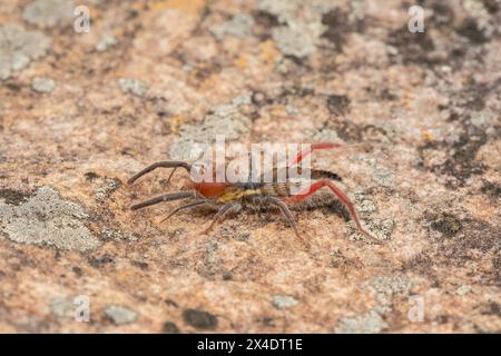 Gros plan d'un magnifique solifuge à pattes rouges (Solpugema sp) dans la nature Banque D'Images