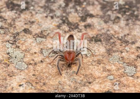 Gros plan d'un magnifique solifuge à pattes rouges (Solpugema sp) dans la nature Banque D'Images