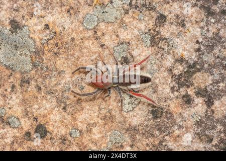 Gros plan d'un magnifique solifuge à pattes rouges (Solpugema sp) dans la nature Banque D'Images