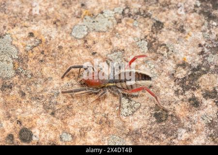 Gros plan d'un magnifique solifuge à pattes rouges (Solpugema sp) dans la nature Banque D'Images