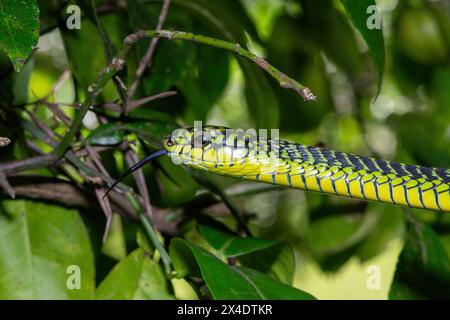 Les couleurs vives d'un boomslang mâle adulte très venimeux (Dispholidus typus), également connu sous le nom de serpent d'arbre ou serpent d'arbre africain Banque D'Images