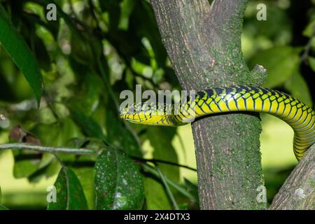 Les couleurs vives d'un boomslang mâle adulte très venimeux (Dispholidus typus), également connu sous le nom de serpent d'arbre ou serpent d'arbre africain Banque D'Images