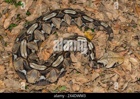 Le beau camouflage du Gaboon Adder (Bitis gabonica), aussi appelé la Vipère Gaboon, dans son habitat naturel Banque D'Images