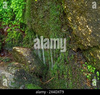 Les cascades de Gaishöll près de Sasbachwalden dans la Forêt Noire. Baden Wuertemberg, Allemagne, Europe Banque D'Images