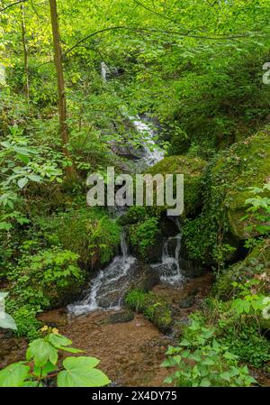 Les cascades de Gaishöll près de Sasbachwalden dans la Forêt Noire. Baden Wuertemberg, Allemagne, Europe Banque D'Images