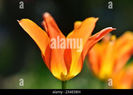 Tulipes (Tulipa) en contre-jour, Bavière, Allemagne, Europe Banque D'Images
