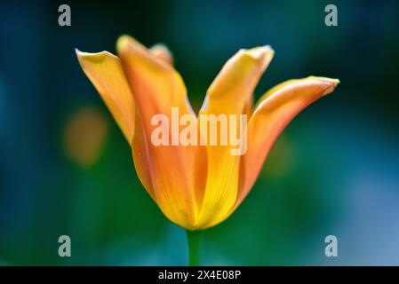 Tulipe (Tulipa) en contre-jour, Bavière, Allemagne, Europe Banque D'Images