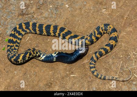 Rinkhals (Hemachatus haemachatus), également connu sous le nom de ringhals ou cobra crachant à cou rond, ouvrant sa bouche tout en feignant la mort Banque D'Images