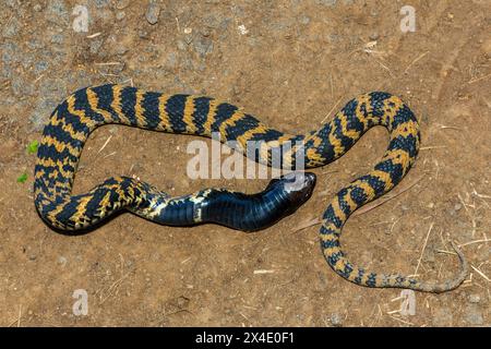 Rinkhals (Hemachatus haemachatus), également connu sous le nom de ringhals ou cobra crachant à cou rond, ouvrant sa bouche tout en feignant la mort Banque D'Images