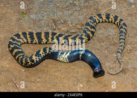 Rinkhals (Hemachatus haemachatus), également connu sous le nom de ringhals ou cobra crachant à cou rond, ouvrant sa bouche tout en feignant la mort Banque D'Images