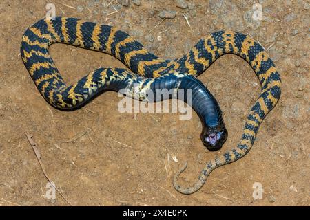 Rinkhals (Hemachatus haemachatus), également connu sous le nom de ringhals ou cobra crachant à cou rond, ouvrant sa bouche tout en feignant la mort Banque D'Images