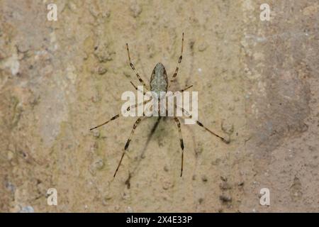 Une belle araignée ermite africaine (Nephilingis cruentata) sur sa toile par une chaude soirée d'été Banque D'Images