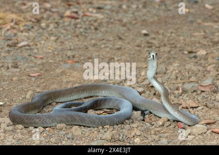 Un mamba noir adulte mortel (Dendroaspis polylepis) dans la nature Banque D'Images