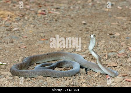 Un mamba noir adulte mortel (Dendroaspis polylepis) dans la nature Banque D'Images