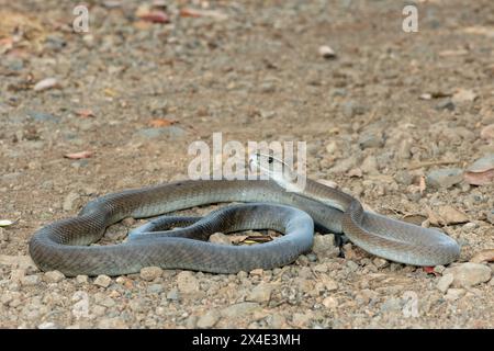 Un mamba noir adulte mortel (Dendroaspis polylepis) dans la nature Banque D'Images