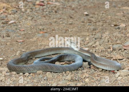 Un mamba noir adulte mortel (Dendroaspis polylepis) dans la nature Banque D'Images