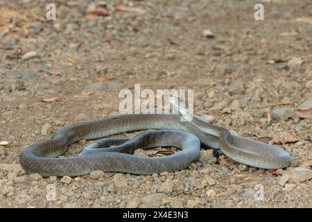 Un mamba noir adulte mortel (Dendroaspis polylepis) dans la nature Banque D'Images