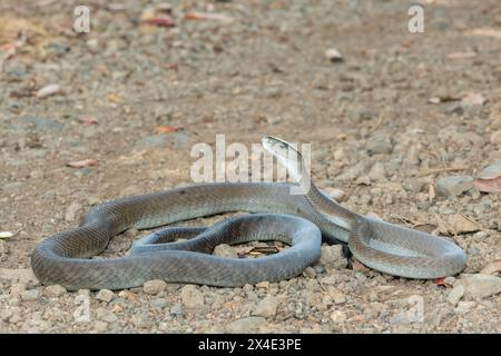 Un mamba noir adulte mortel (Dendroaspis polylepis) dans la nature Banque D'Images