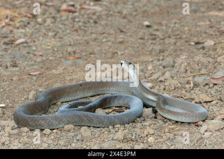 Un mamba noir adulte mortel (Dendroaspis polylepis) dans la nature Banque D'Images