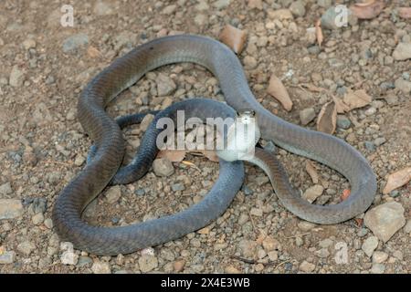 Un mamba noir adulte mortel (Dendroaspis polylepis) dans la nature Banque D'Images